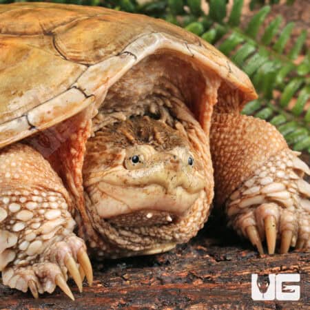 Hypo Poss Leucistic Common Snapping Turtles For Sale - Underground Reptiles