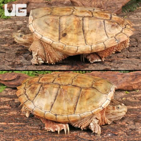 Hypo Poss Leucistic Common Snapping Turtles For Sale - Underground Reptiles