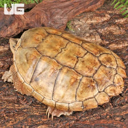 Hypo Poss Leucistic Common Snapping Turtles For Sale - Underground Reptiles