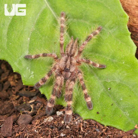 Indian Ornamental Tarantulas For Sale - Underground Reptiles