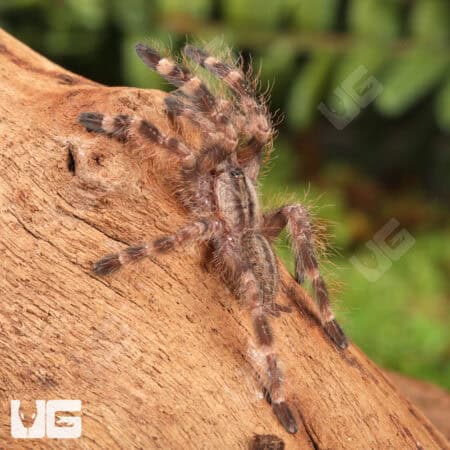Indian Ornamental Tarantulas For Sale - Underground Reptiles