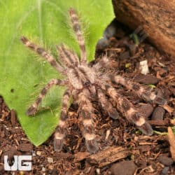 Indian Ornamental Tarantulas For Sale - Underground Reptiles