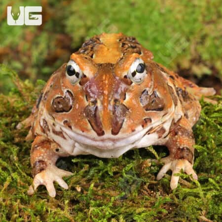 Red Pacific Pacman Frogs For Sale - Underground Reptiles