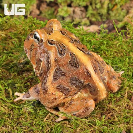 Red Pacific Pacman Frogs For Sale - Underground Reptiles