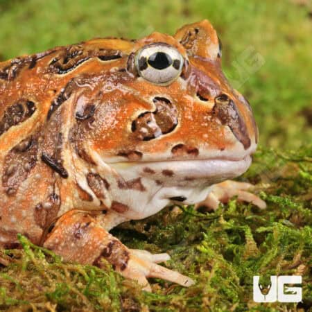 Red Pacific Pacman Frogs For Sale - Underground Reptiles