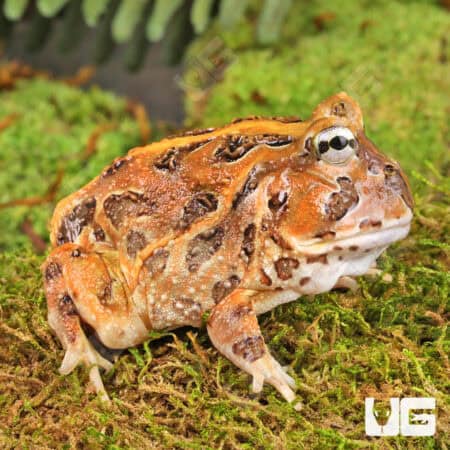 Red Pacific Pacman Frogs For Sale - Underground Reptiles