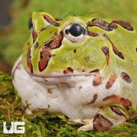 Green Pacific Pacman Frogs For Sale - Underground Reptiles