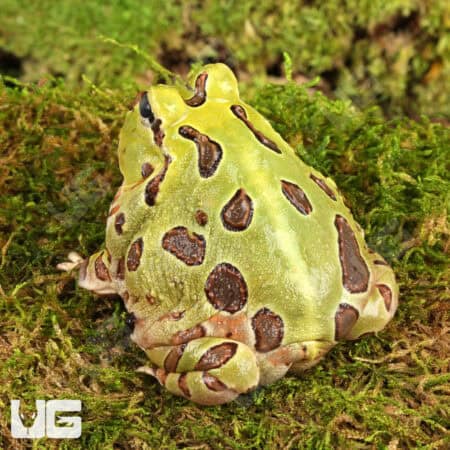 Green Pacific Pacman Frogs For Sale - Underground Reptiles