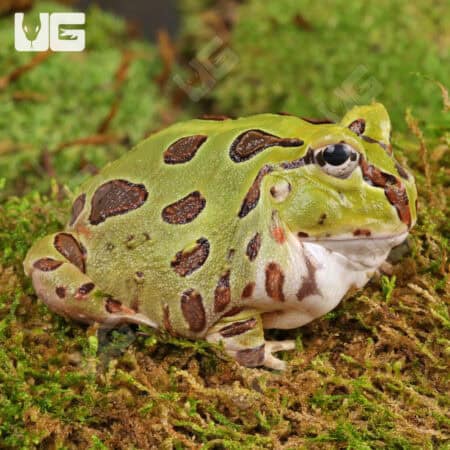 Green Pacific Pacman Frogs For Sale - Underground Reptiles