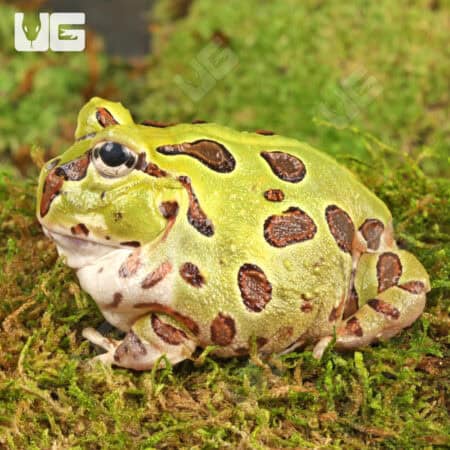 Adult Green Pacific Pacman Frog with vibrant green and brown markings.