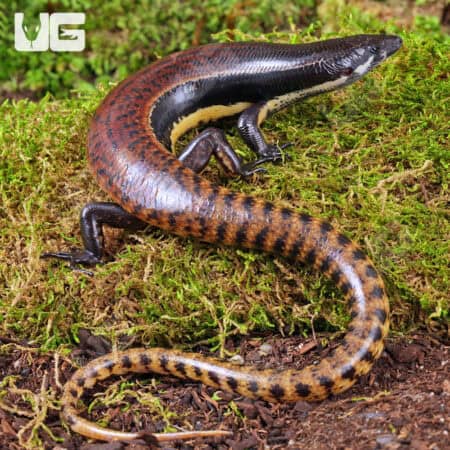 Mueller's Skinks For Sale - Underground Reptiles