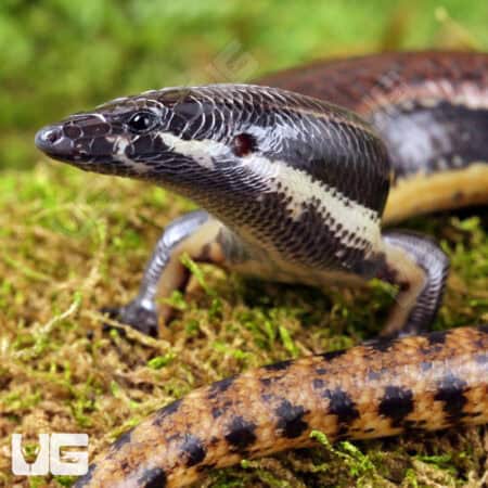 Mueller's Skinks For Sale - Underground Reptiles