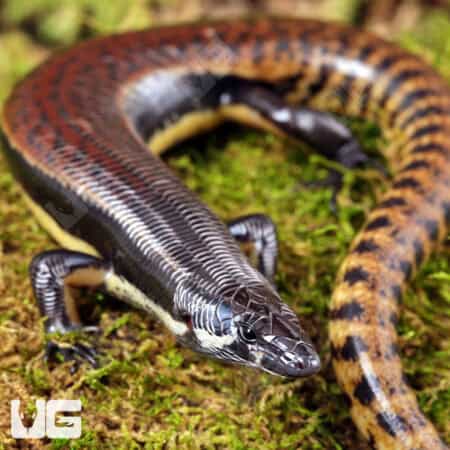 Mueller's Skinks For Sale - Underground Reptiles