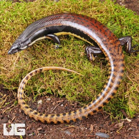 Mueller's Skinks For Sale - Underground Reptiles