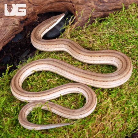 New Guinea Legless Lizards For Sale - Underground Reptiles