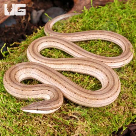 New Guinea Legless Lizards For Sale - Underground Reptiles