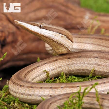 New Guinea Legless Lizards For Sale - Underground Reptiles