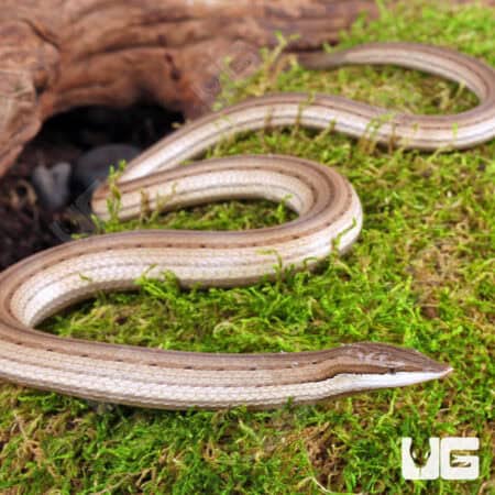 New Guinea Legless Lizards For Sale - Underground Reptiles