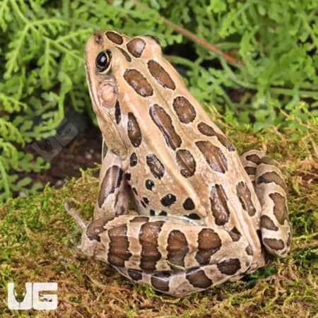 Healthy Northern Leopard Frog in natural habitat setting, ideal for reptile enthusiasts.