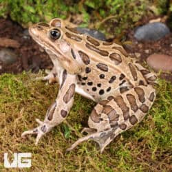 Northern Leopard Frogs For Sale - Underground Reptiles