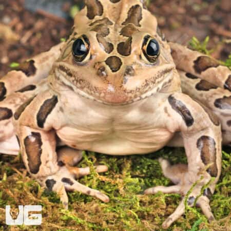 Northern Leopard Frogs For Sale - Underground Reptiles
