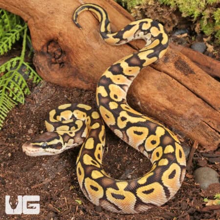 Baby Pastel Mocha Ball Python (Python regius) For Sale - Underground Reptiles