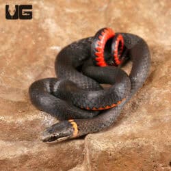 Ringneck Snakes For Sale - Underground Reptiles