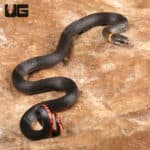 Ringneck Snakes For Sale - Underground Reptiles