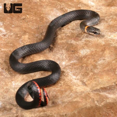 Ringneck Snakes For Sale - Underground Reptiles