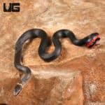 Ringneck Snakes For Sale - Underground Reptiles