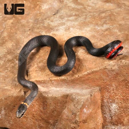 Ringneck Snakes For Sale - Underground Reptiles