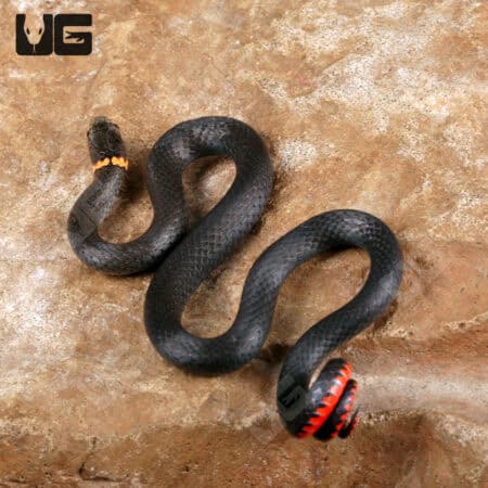 Ringneck Snakes For Sale - Underground Reptiles