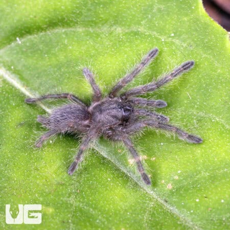 Socotra Island Blue Baboon Tarantula For Sale - Underground Reptiles