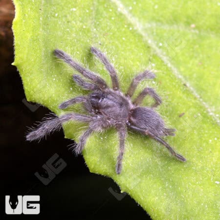 Socotra Island Blue Baboon Tarantula For Sale - Underground Reptiles