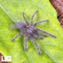 Socotra Island Blue Baboon Tarantula For Sale - Underground Reptiles