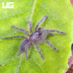 Socotra Island Blue Baboon Tarantula For Sale - Underground Reptiles