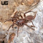 Spiny Curtain Web Spider (Euagrus chisosus) For Sale - Underground Reptiles