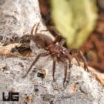 Spiny Curtain Web Spider (Euagrus chisosus) For Sale - Underground Reptiles
