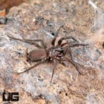 Spiny Curtain Web Spider (Euagrus chisosus) For Sale - Underground Reptiles