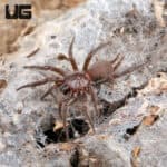 Spiny Curtain Web Spider (Euagrus chisosus) For Sale - Underground Reptiles