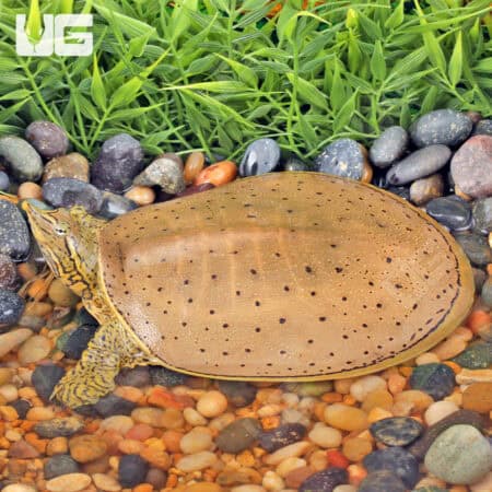Juvenile Spiny Softshell Turtles for sale - Underground Reptiles
