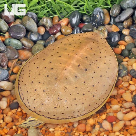 Juvenile Spiny Softshell Turtles for sale - Underground Reptiles