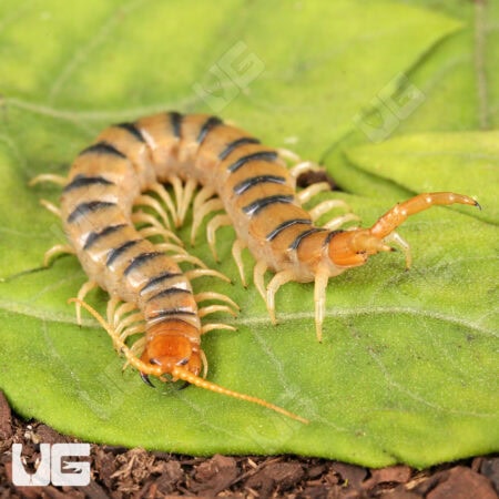 Tiger Centipedes For Sale - Underground Reptiles