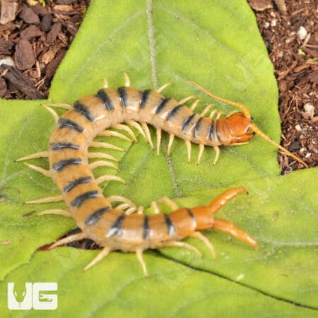 Tiger Centipedes For Sale - Underground Reptiles