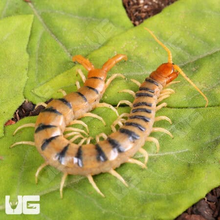 Tiger Centipedes For Sale - Underground Reptiles