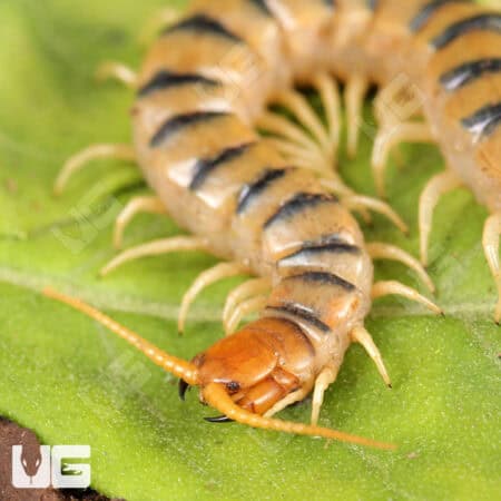 Tiger Centipedes For Sale - Underground Reptiles