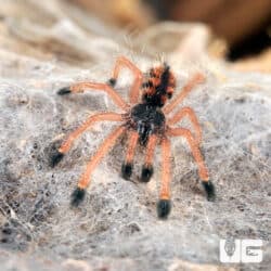 Yellow Banded Pinktoe Tarantula For Sale - Underground Reptiles