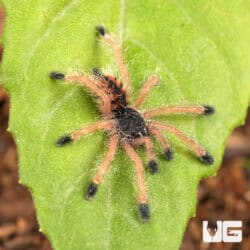 Yellow Banded Pinktoe Tarantula For Sale - Underground Reptiles