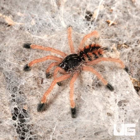 Yellow Banded Pinktoe Tarantula For Sale - Underground Reptiles