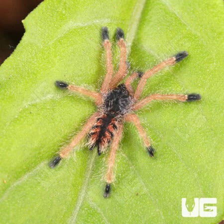 Yellow Banded Pinktoe Tarantula For Sale - Underground Reptiles